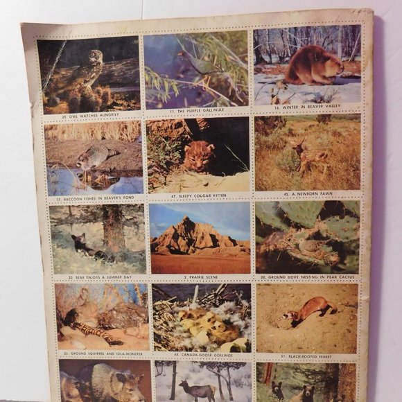 Walt Disney's True Life Adventures Stamp Book VINTAGE 1955 - Picture 3 of 9